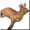Тушка Косули