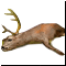 Туша Оленя